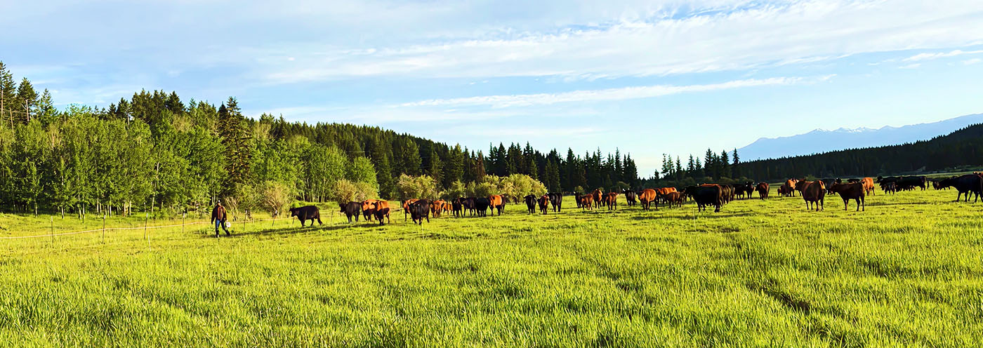 Rotational grazing at Blarney Ranch