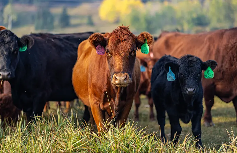 Blarney Ranch Dexter Cattle