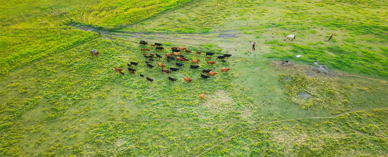 Blarney Ranch Rotational Grazing